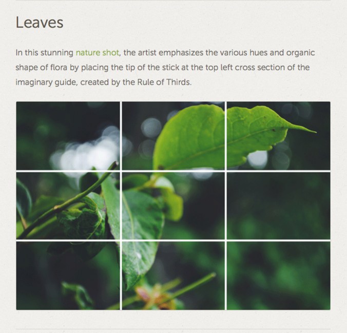 Rule of Thirds: Leaves