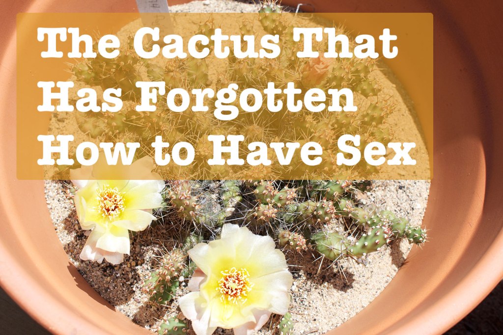 The Cactus That Has Forgotten How to Have Sex