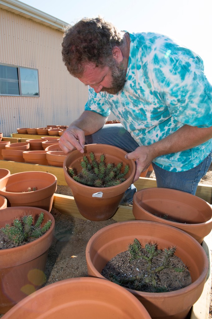 WIU Department of Biological Sciences Professor and Fulbright Scholar Eric Ribbens and a few of his Opuntia fragilis specimens at the School of Agriculture's Farm near the WIU campus in Macomb. Ribbens' collection of Opuntia fragilis is probably the largest on the planet.